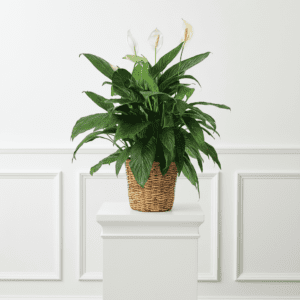 Large Peace Lily