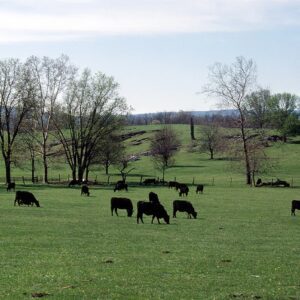 gregory  phillips Gallery