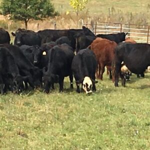 chalmer yocum Gallery