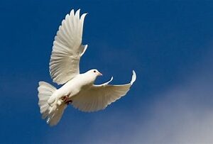 marvin bolton Gallery